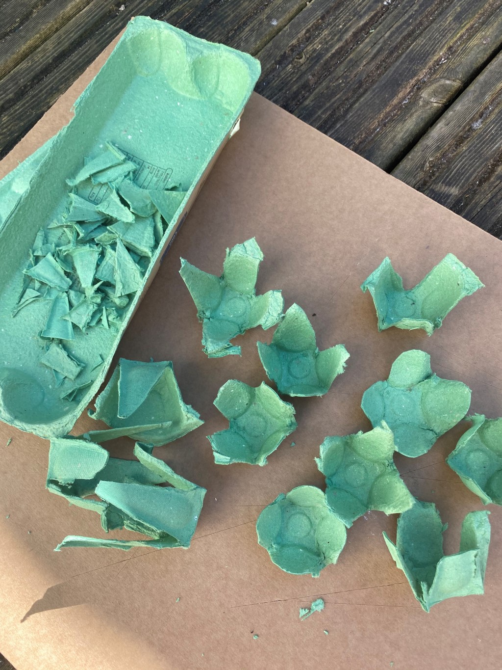Create with Camp Beaumont Egg Box Succulent Plants